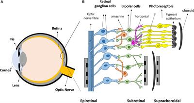 Stimulation Strategies for Improving the Resolution of Retinal Prostheses